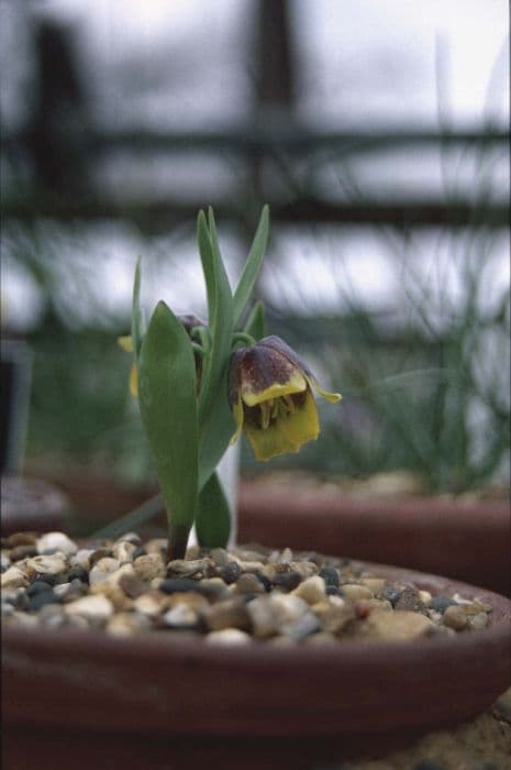 Michailovski fritillary