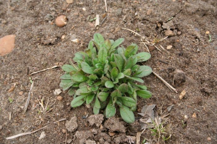 field forget-me-not