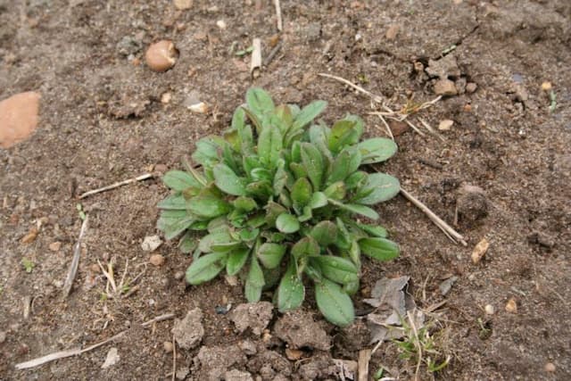 Field forget-me-not