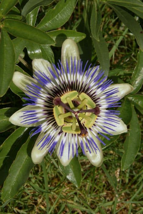 blue passion flower