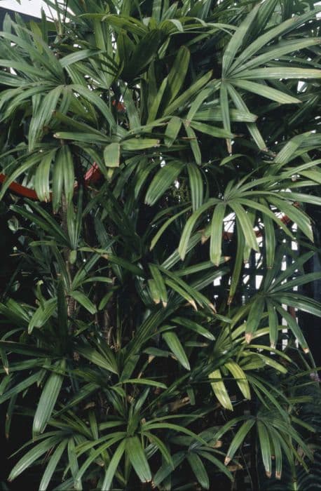 bamboo palm