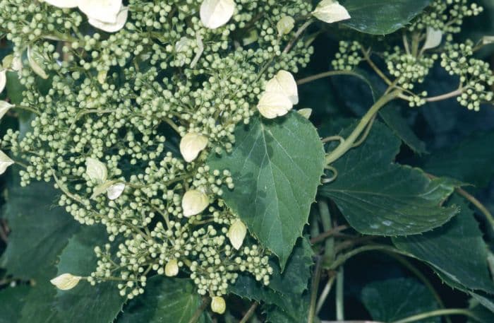 Japanese hydrangea vine