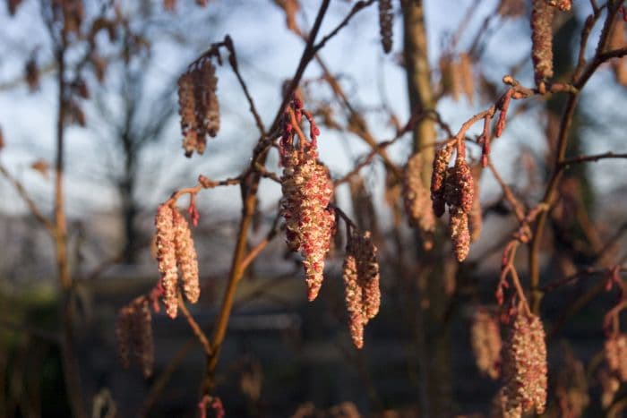 grey alder