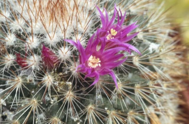 Spiny pincushion cactus