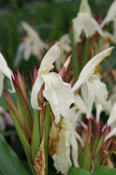 Roscoea Gestreept Group