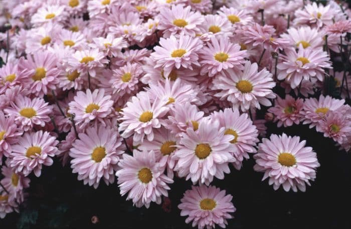 chrysanthemum 'Enbee Wedding'