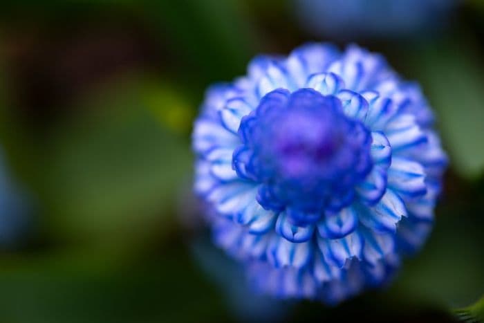 azure grape hyacinth