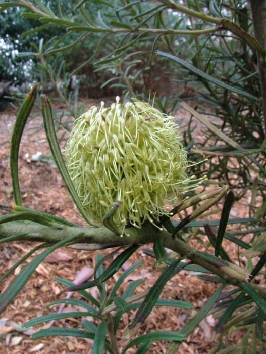 honeysuckle tree