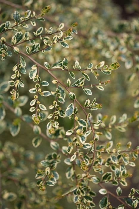 variegated box-leaf azara