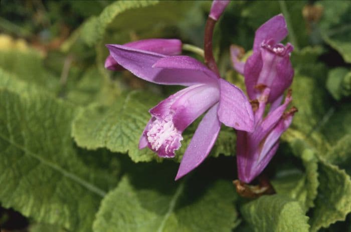 hyacinth orchid