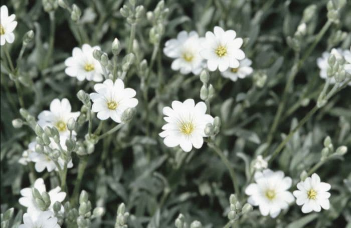 dusty miller