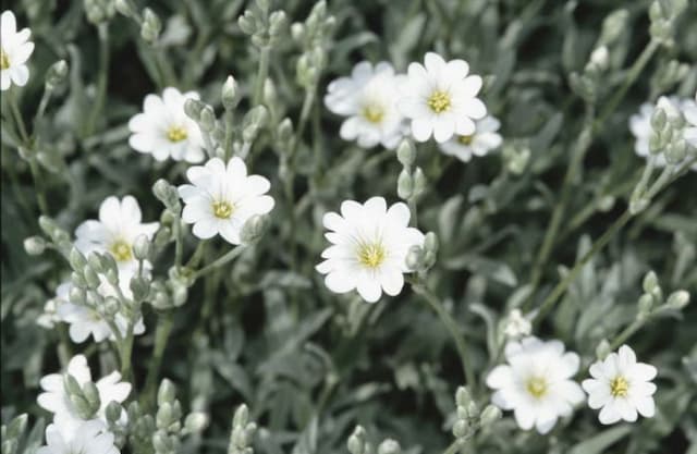 Dusty miller