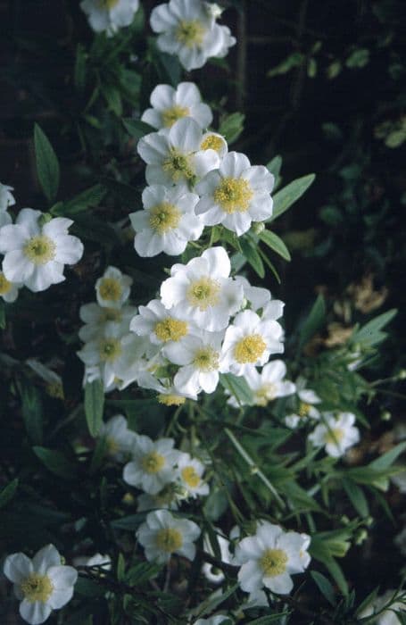 tree anemone