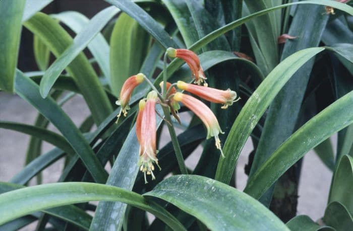 green-tip forest lily