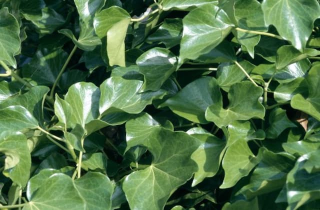 Irish ivy