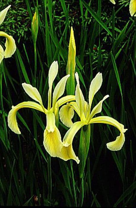 Kerner iris