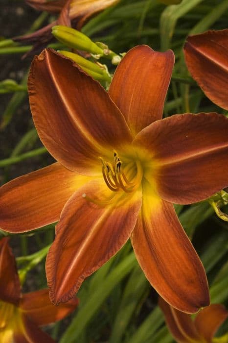 daylily 'Missenden'