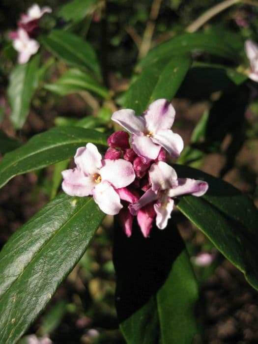 daphne 'Peter Smithers'