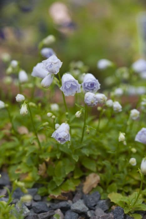 fairies' thimbles 'Elizabeth Oliver'