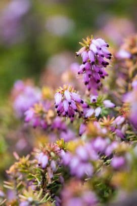 heather 'Moonlight'