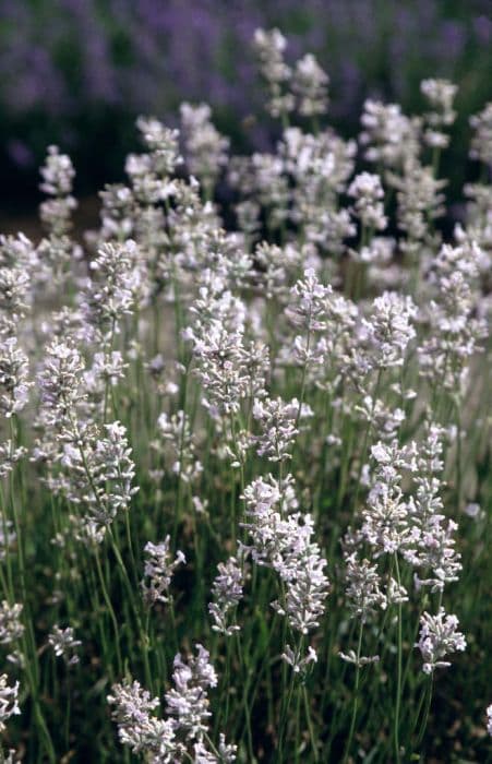 English lavender 'Loddon Pink'