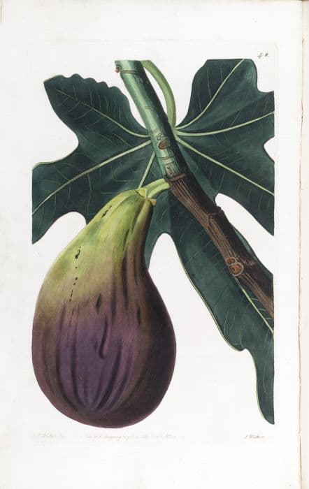 fig 'Brunswick'