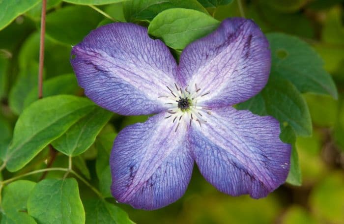 clematis 'Venosa Violacea'