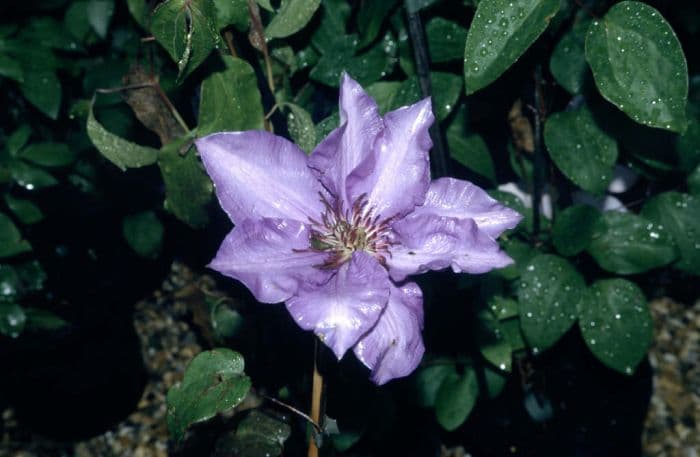 clematis 'The President'