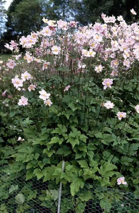 Japanese anemone 'Elegans'