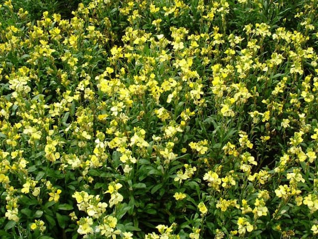 Wallflower 'Sunset Primrose'