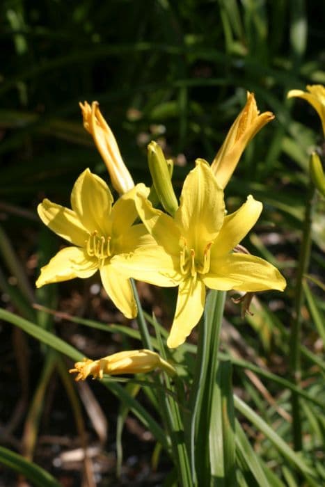 daylily 'Lark Song'