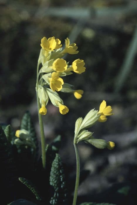 Common cowslip