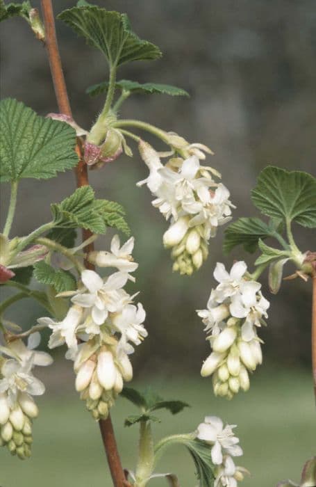 Flowering currant [White Icicle]