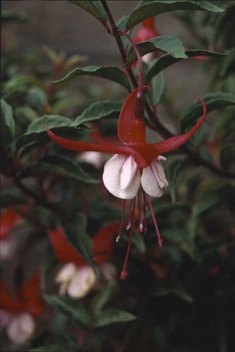 fuchsia 'Madame Cornélissen'