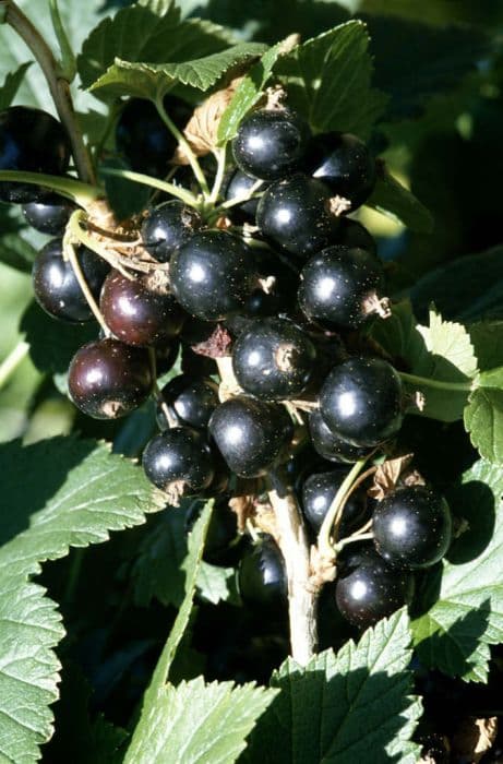 blackcurrant 'Ben Connan'