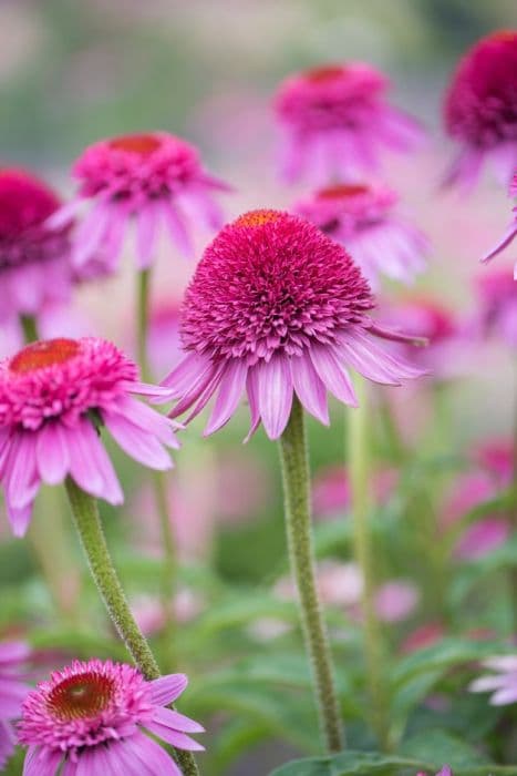 coneflower 'Catharina Red'