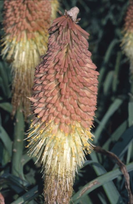 caulescent red-hot poker