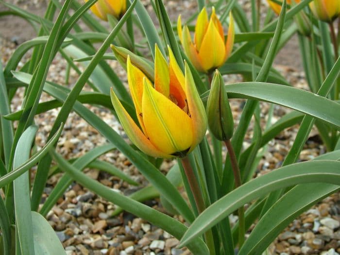 tulip 'Flava'