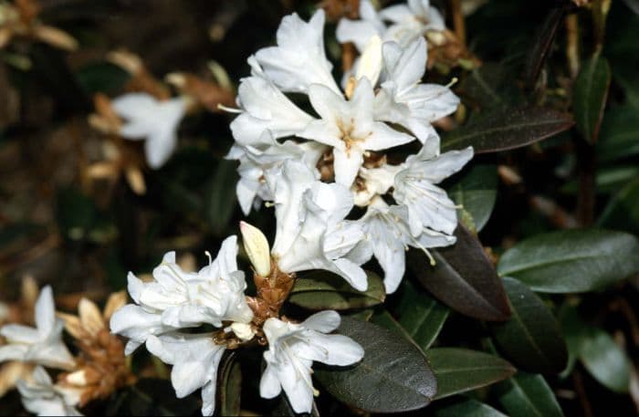 rhododendron 'Crane'