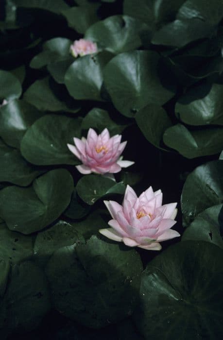 waterlily 'Madame Wilfon Gonnère'