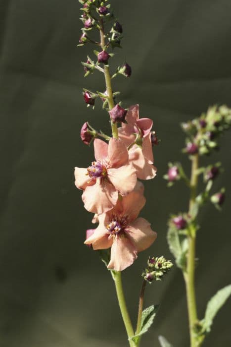 mullein 'Jackie'