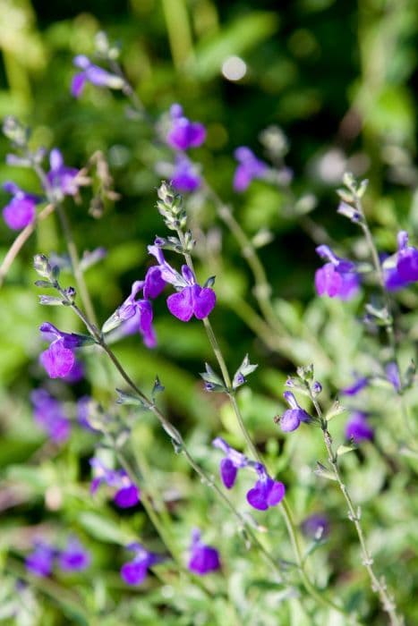 sage 'Purple Queen'