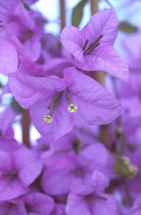 bougainvillea 'Cypheri'