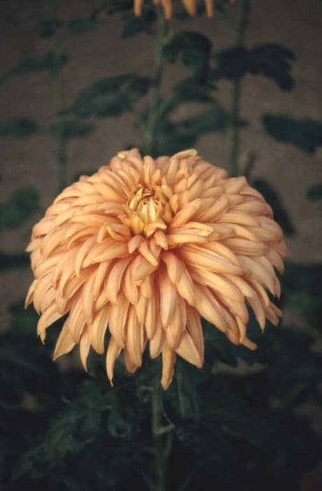 chrysanthemum 'Apricot Shoesmith Salmon'