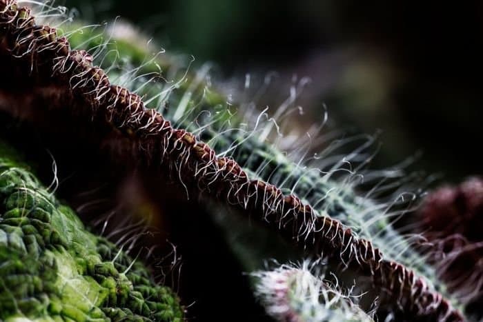 Begonia longiciliata