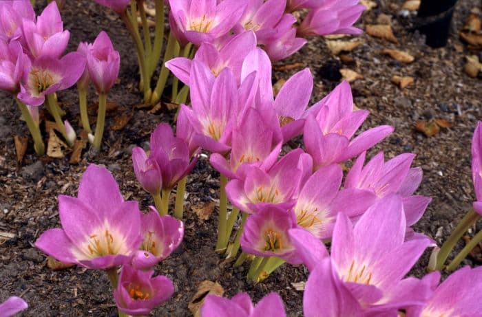 giant meadow saffron