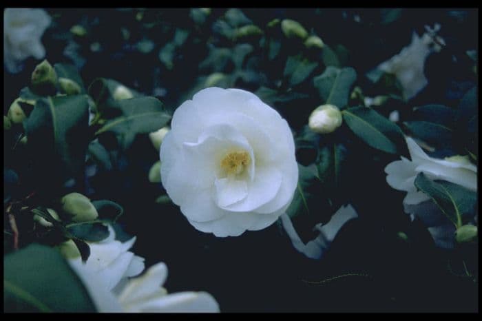 camellia 'China Clay'