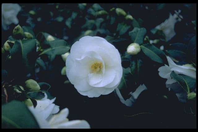 Camellia 'China Clay'