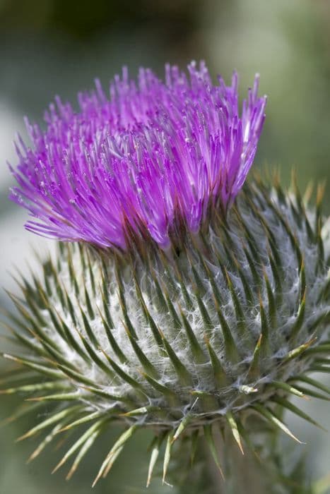 cotton thistle