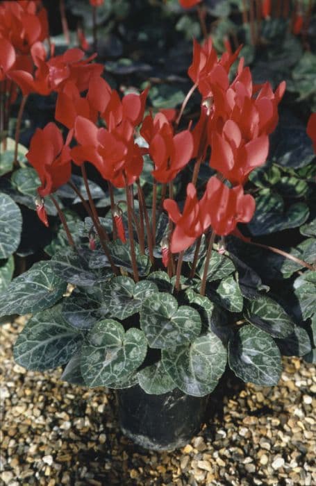 cyclamen 'Miracle Scarlet'